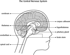 Brain spine surgeon in Aurangabad Dr. Ganesh Rajput